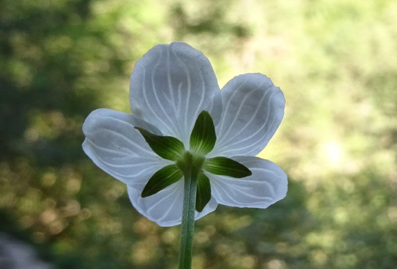 Parnassia palustris - Celastraceae